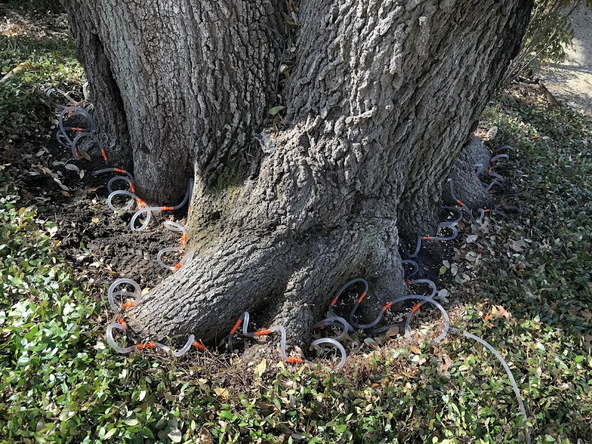 Detailed Tree Cabling and Bracing job site in Walker