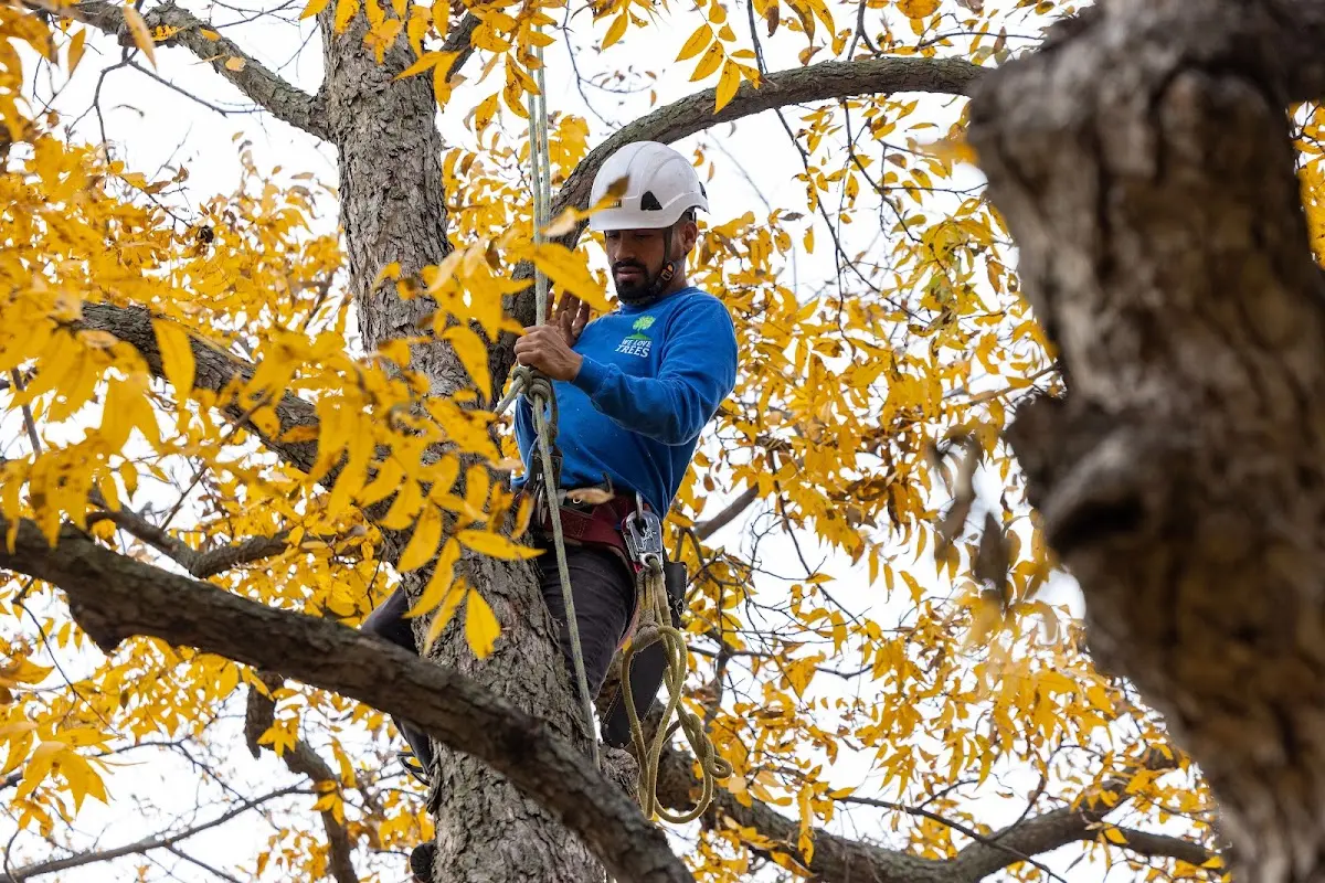 Skilled Tree Pruning crew working in Walker